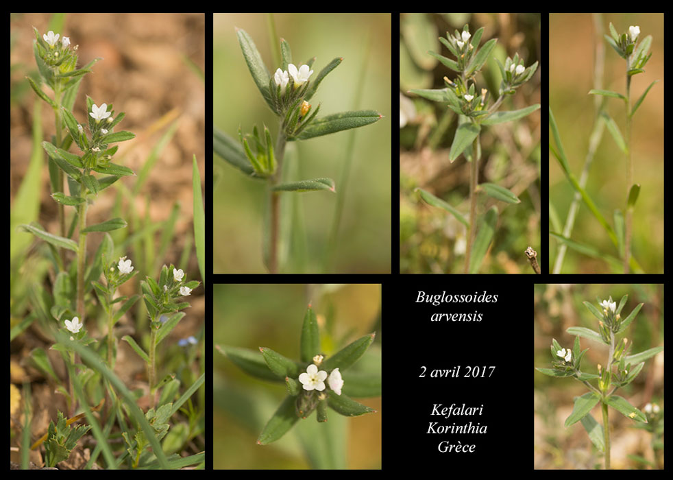 Buglossoides-arvensis